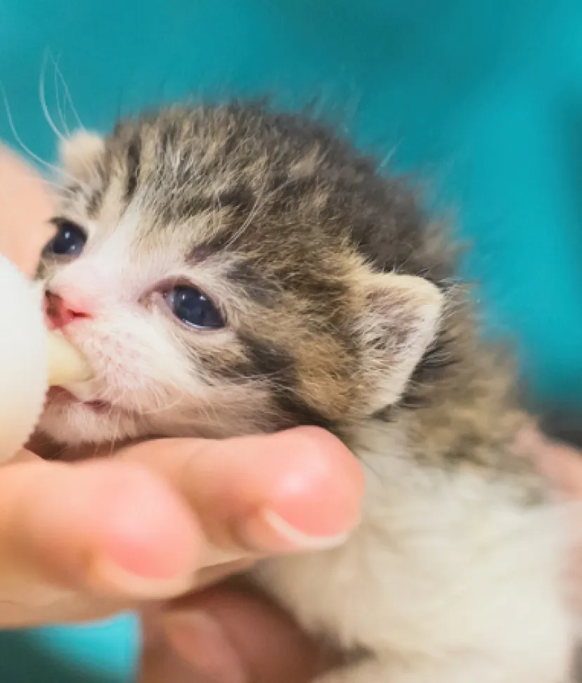 Fostering bottle baby sales kittens